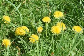 Attēlu rezultāti vaicājumam “Taraxacum officinale aggr.”