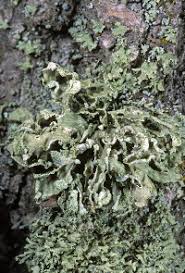 Attēlu rezultāti vaicājumam “Ramalina pollinaria”