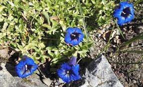 Attēlu rezultāti vaicājumam “Gentianaceae”