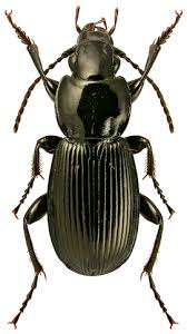 Attēlu rezultāti vaicājumam “Pterostichus sp.”