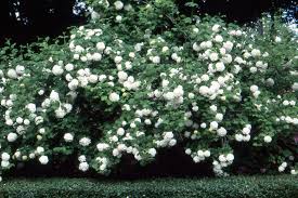 Attēlu rezultāti vaicājumam “Viburnum opulus flower”