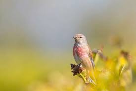 Attēlu rezultāti vaicājumam “Carduelis cannabina male”