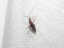 Attēlu rezultāti vaicājumam “Phytocoris sp.”
