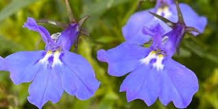 Image result for Lobelia erinus
