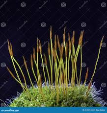 Attēlu rezultāti vaicājumam “Ceratodon purpureus sporophyte”