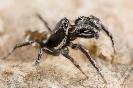 Attēlu rezultāti vaicājumam “Salticus scenicus”