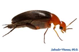 Attēlu rezultāti vaicājumam “Mordellidae”