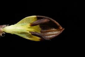 Attēlu rezultāti vaicājumam “Trifolium spadiceum flower”