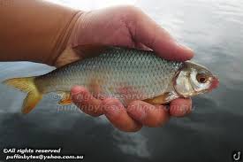 Image result for Rutilus rutilus