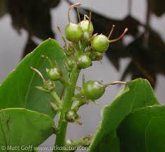 Attēlu rezultāti vaicājumam “Menyanthes trifoliata bud”