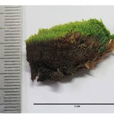 Attēlu rezultāti vaicājumam “Bryoerythrophyllum recurvirostrum sporophyte”