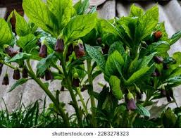 Attēlu rezultāti vaicājumam “Scopolia carniolica flower”