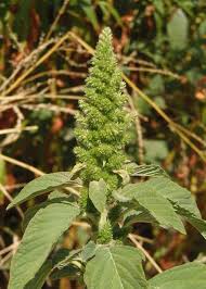 Attēlu rezultāti vaicājumam “Amaranthus retroflexus”