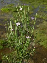 Attēlu rezultāti vaicājumam “Epilobium palustre”