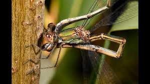 Attēlu rezultāti vaicājumam “Chalcolestes viridis”