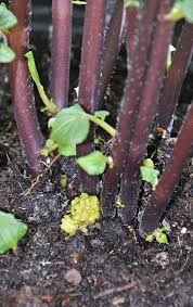 Attēlu rezultāti vaicājumam “Schistidium robustum sporophyte”