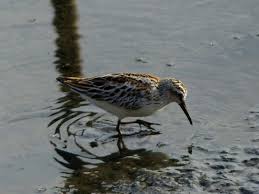Attēlu rezultāti vaicājumam “Calidris falcinellus adult”