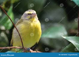 Image result for Carduelis citrinella
