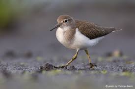 Attēlu rezultāti vaicājumam “Actitis hypoleucos adult”