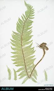 Attēlu rezultāti vaicājumam “Polystichum aculeatum”