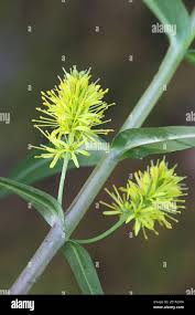 Attēlu rezultāti vaicājumam “Lysimachia thyrsiflora”