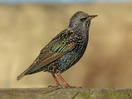 Attēlu rezultāti vaicājumam “Sturnus vulgaris male”