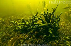 Attēlu rezultāti vaicājumam “Spongilla lacustris”