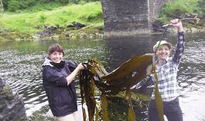 Image result for Glasgow Octopush Club