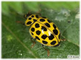 Attēlu rezultāti vaicājumam “Psyllobora vigintiduopunctata”