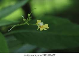 Attēlu rezultāti vaicājumam “Impatiens parviflora flower”