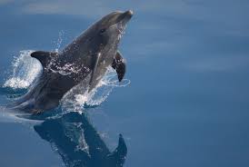 Image result for Tursiops truncatus