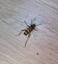 Attēlu rezultāti vaicājumam “Clytus arietis”