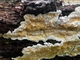 Attēlu rezultāti vaicājumam “Antrodia mellita”