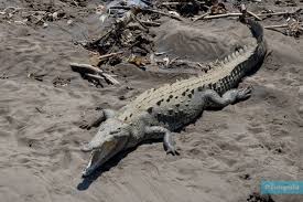 Image result for Crocodylus acutus