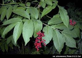 Attēlu rezultāti vaicājumam “Sambucus racemosa leaf”