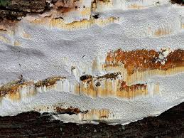 Attēlu rezultāti vaicājumam “Perenniporia medulla-panis”