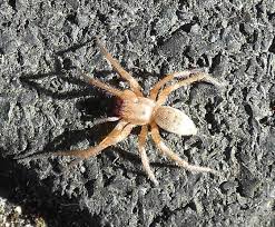 Attēlu rezultāti vaicājumam “Sparassidae”