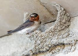 Attēlu rezultāti vaicājumam “Hirundo rustica nest”