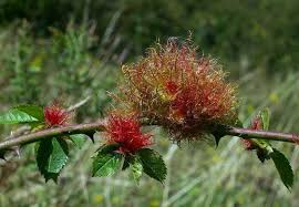 Attēlu rezultāti vaicājumam “Diplolepis bicolor”