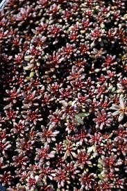 Image result for Sedum album `Coral Carpet`