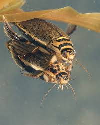 Attēlu rezultāti vaicājumam “Acilius sulcatus”