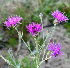 Attēlu rezultāti vaicājumam “Centaurea stoebe fruit”