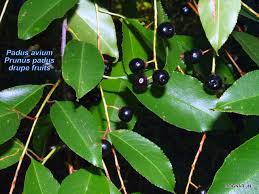 Attēlu rezultāti vaicājumam “Padus avium leaf”