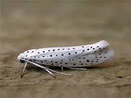 Attēlu rezultāti vaicājumam “Yponomeuta evonymella”