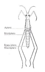 Attēlu rezultāti vaicājumam “Gerridae”