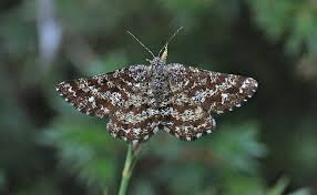 Attēlu rezultāti vaicājumam “Ematurga atomaria”