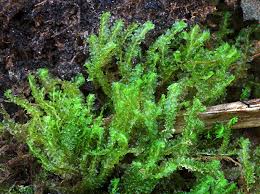 Attēlu rezultāti vaicājumam “Barbilophozia lycopodioides”