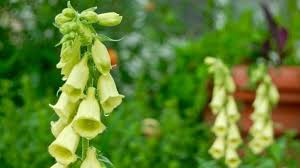 Image result for Digitalis grandiflora