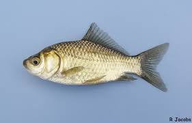 Attēlu rezultāti vaicājumam “Carassius auratus”