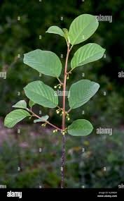 Attēlu rezultāti vaicājumam “Frangula alnus leaf”